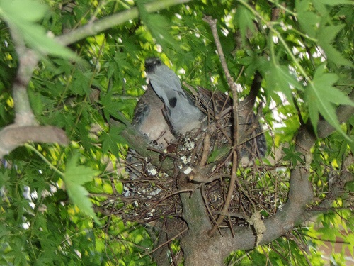 鳩さん1